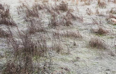 Grass after a frost night in winter Stock Photos