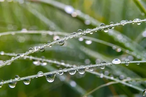 Grass after the rain with drops on it, close-up. selective focus Stock Photos