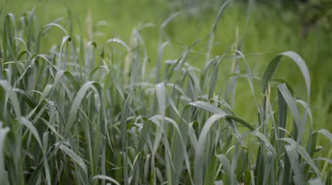 Grass After Rain Stock Footage 37753882
