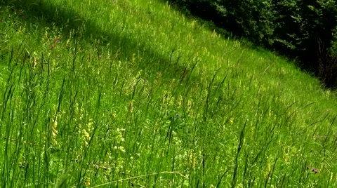 Grass after rain Stock Footage 68725590
