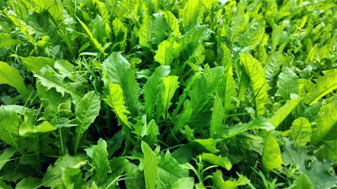 Grass After Rain Stock Footage 282161182