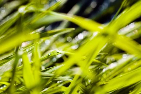Grass after rain Stock Photos