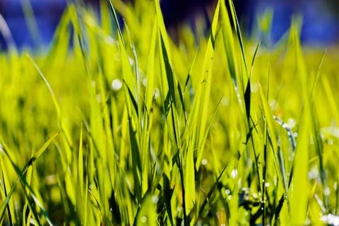 Grass after rain Stock Photos