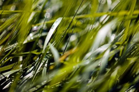 Grass after rain Stock Photos
