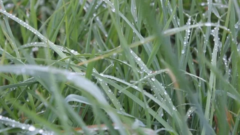 Grass after rain. rain droplets Stock Footage 76241845