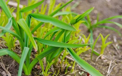 Grass After Winter Stock Photos
