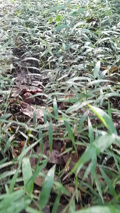 Grass in the afternoon Video stock 230961845