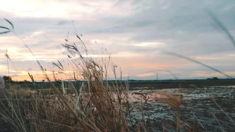 Grass in the afternoon Stock Footage 241404958