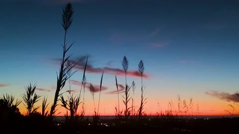 Grass Against the Backdrop of a Dramatic Sunset Sky With Clouds.  Stock Footage 220359289