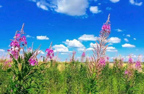Grass against a backdrop of sea and sky, field, autumn grass, Ivan-tea kiprey Stock Photos