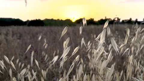 Grass against the backdrop of sunset. The tranquil charm of the golden hour  Stock Footage 277954522