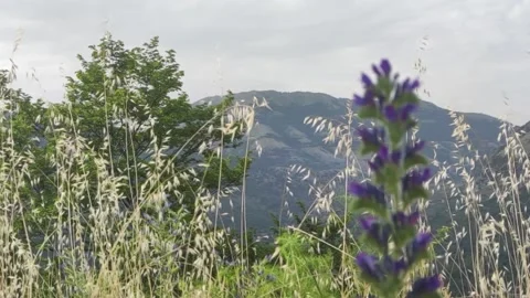 Grass against the backdrop of the Tre Pizzi mountains, Aspromonte Calabria.  Stock Footage 200898035
