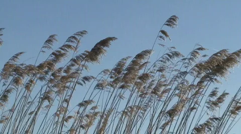 Grass against blue sky Stock Footage 110228
