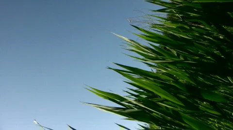 Grass against the blue sky Stock Footage 843293