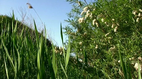 Grass against the blue sky Stock Footage 857552