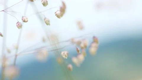 Grass against the blue sky. Stock Footage 98743838