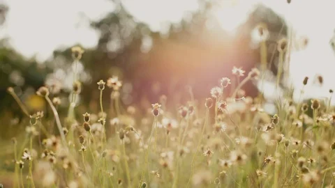 Grass against the flare light in the evening Stock Footage