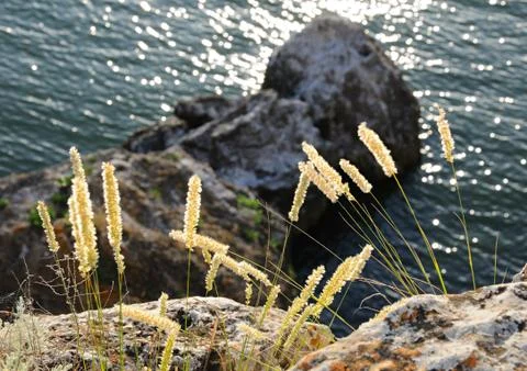 Grass against mountains Stock Photos