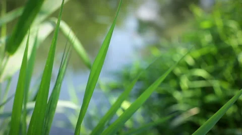 Grass against the river Stock Footage 28435393