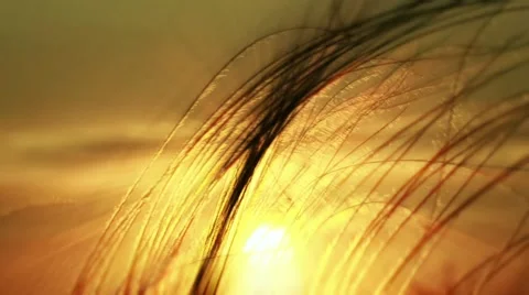 Grass Against The Setting Sun Video stock 52549355