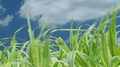 Grass Against Sky With Clouds 動画素材 619614