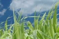 Grass Against Sky With Clouds Footage
