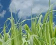 Grass Against Sky With Clouds SD Footage
