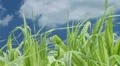Grass Against Sky With Clouds HD Footage