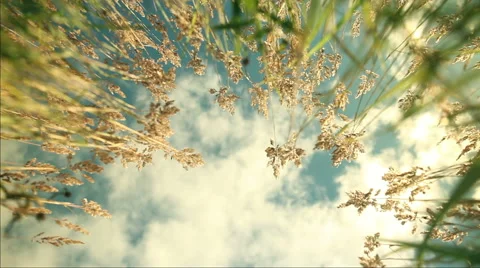 Grass against the sky Vídeo Stock 47579869