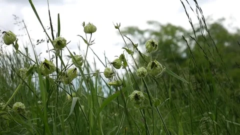 Grass against the sky Stock-Footage 76112867