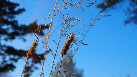 Grass against the sky. Stock Footage 80281724