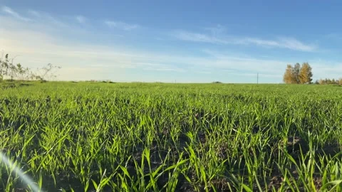 Grass against the sky Stock Footage 226122140