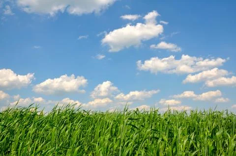 Grass against the sky Stock Photos