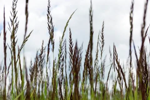 Grass against sky Stock Photos