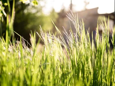 Grass against spring sun in macro shot Foto stock