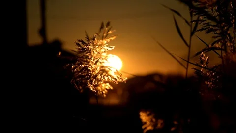 Grass against the sunset Stock Footage 82589192