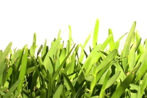 Grass against white - NTSC Stock Footage 665168
