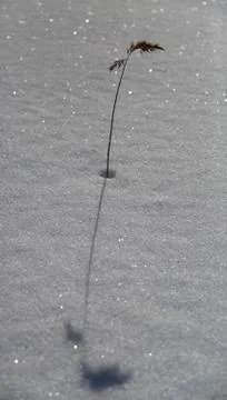Grass Alone in the Snow Foto stock