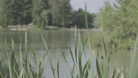 Grass along a lake moving in the wind Stock Footage 160143156
