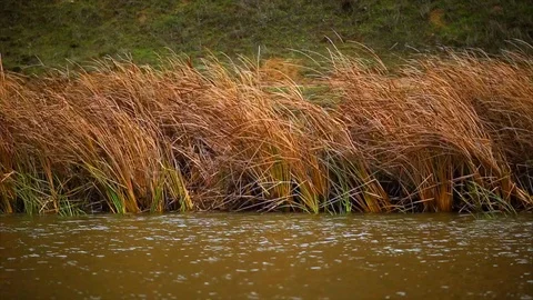 Grass alongside a flowing river. Stock Footage 88406814