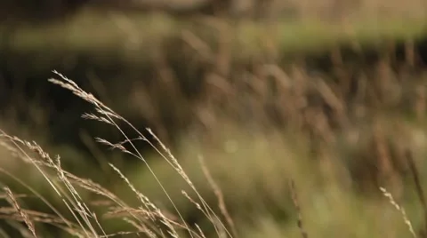 Grass in Alpine Meadow Stock Footage 47508102