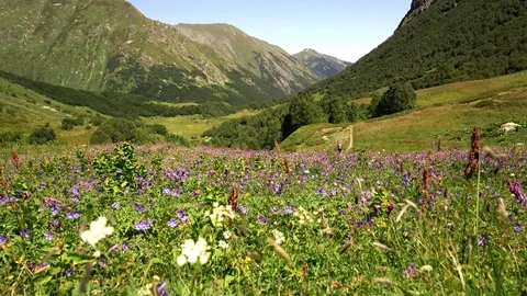 Grass in an alpine meadow swaying from the wind Stock Footage 118316874