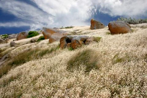 Grass among Granite Stock Photos