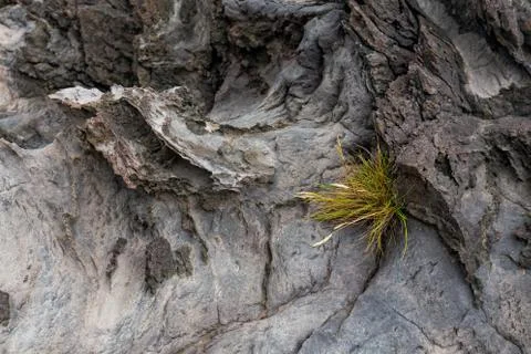 Grass among Rocks Stock Photos
