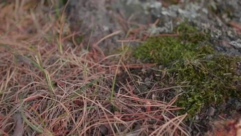 Grass and Altai pine roots Stock Footage 168367215