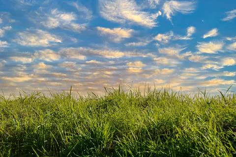 Grass and blue sky with clouds Stock Photos
