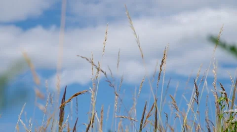 Grass and blue sky Stock Footage 39733267