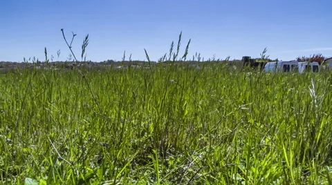 Grass and blue sky Video stock 49353586