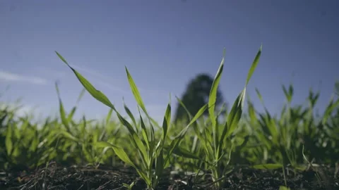 Grass and Blue Sky Stock Footage 142771039