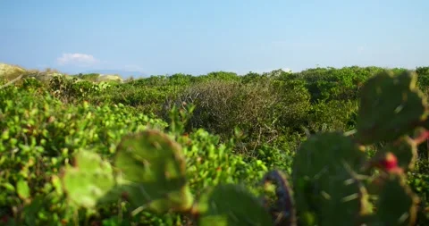 Grass and Blue Sky Stock Footage 247336674